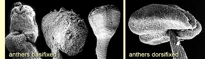 Attachment of anthers: basifixed and dorsifixed