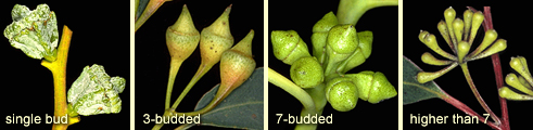 Bud clusters: single bud, 3-budded, 7-budded, higher than 7 buds