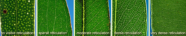 Leaf venation terms: visible reticulation, sparse reticulation, moderate reticulation, dense and very dense reticulation
