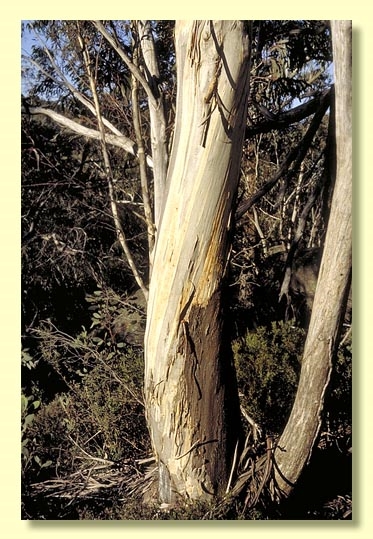 Eucalyptus Mitchelliana 3 Litre Mature Plant