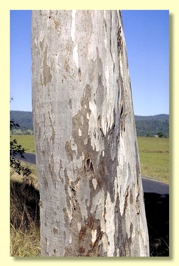 Eucalyptus seeana