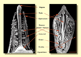 Inner bud anatomy