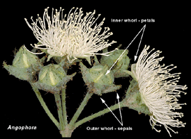 Angophora flowers