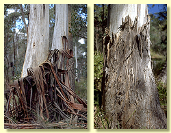 Rough bark type: loose basal slabs