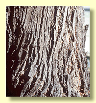 Rough bark type: compacted