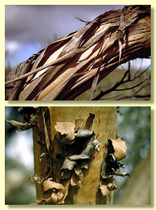 Rough bark type: imperfectly shed ribbons, strips or curls