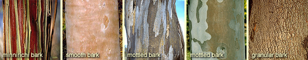 Bark types: minnirichi, smooth, mottled, mottled, and granular with age