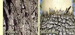 Rough bark types: ironbark and tessellated