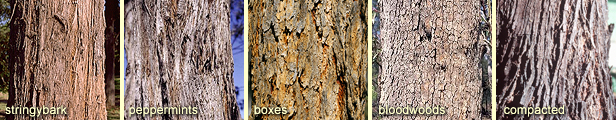 Rough bark types: stringybark, peppermints, boxes, bloodwoods and compacted