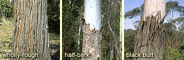 Rough bark types: wholly-rough, half-bark and black butt