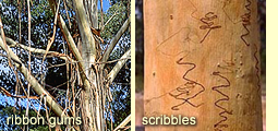 Bark types: ribbon gums and scribbles