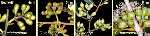 Examples of bud arrangement in clusters on single stalks: complex clusters - E. michaeliana; expanded axillary shoots, C. tessellaris and C. henryi; contracted clusters, C. flavescens