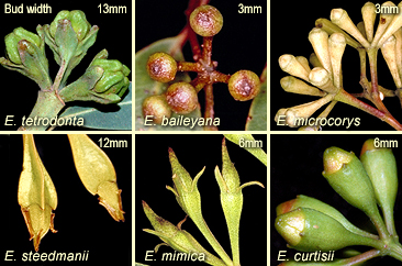 Buds showing seperate sepals: E. tetrodonta, E. baileyana, E. microcorys, E. steedmanii, E. mimica, E. curtsii