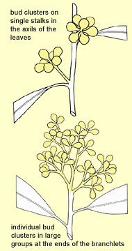 Arrangement of buds on the branchlets: buds in clusters on single stalks in the axils of the leaves and individual bud clusters in large groups at the ends of the branchlets