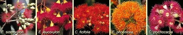 Variation in flower colours: E. sideroxylon, E. leucoxylon, C. ficifolia, E. phoenicea and C. ptychocarpa