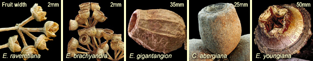 Variation in fruit widths: E. raveretiana, E. brachyandra, E. gigantangion, C. abergiana and E. youngiana
