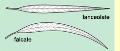 Adult leaf shape: lanceolate and falcate