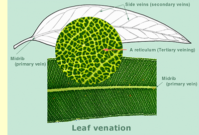 Leaf venation