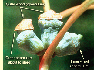 Flower buds of the traditional eucalypts, showing operculum