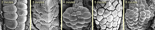 Ovule rows: 2, 3, 4, 5, 6