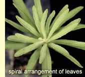 Spiral arrangement of leaves in seedlings