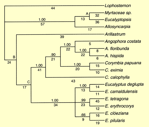 Figure 1. Strict consensus tree, based on a combined data set for 16 ingroup taxa and the outgroup, Lophostemon confertus. (Source: Udovicic & Ladiges 2000, Fig.5)