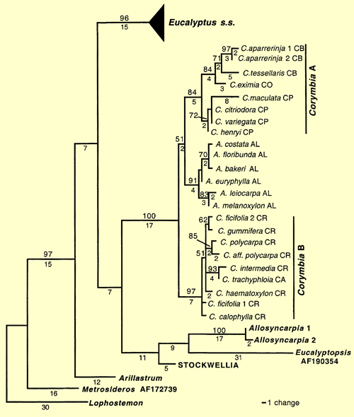 Figure 2. Phylogram of one of the 18695 FDS cladograms, detailing relative positions of Allosyncarpia, Arillastrum, Angophora, Corymbia, Eucalyptopsisand 'Stockwellia' relative to Eucalyptus s.s., when rooted on Lophostemon. (Source: Steane et al. 2002, Fig.2)