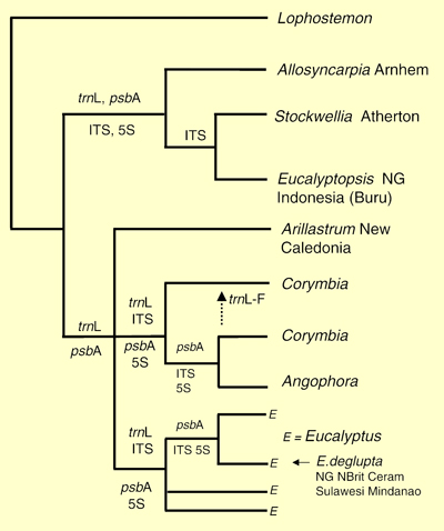 Figure 3. Summary molecular phylogeny of the eucalypt group based on both nuclear and chloroplast DNA sequence data. (Source: Ladiges et al. 2003, Fig. 2)