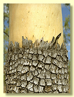 Rough bark type: tesselated - ghostgums
