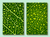Leaf oil glands: intersectionsal