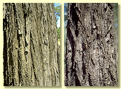 Rough bark type: ironbark