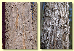 Rough bark type: stringy or fibrous - pepermints and mahoganies