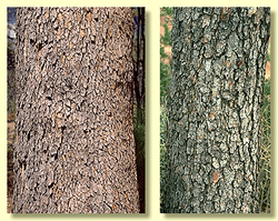 Rough bark type: tesselated - red bloodwoods