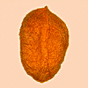 Seed shape: flattened or saucer-shaped
