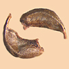 Seed shape: obliquely elongated