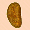 Seed shape: ovoid or depressed ovoid