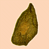 Seed shape: pointed at one end