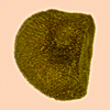 Seed shape: d-shaped
