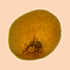 Seed shape: spherical