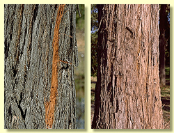 Rough bark type: stringybarks