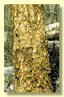 Rough bark type: tesselated - yellow bloodwoods