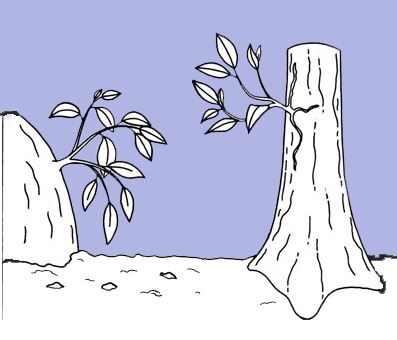 epiphyte plant drawing