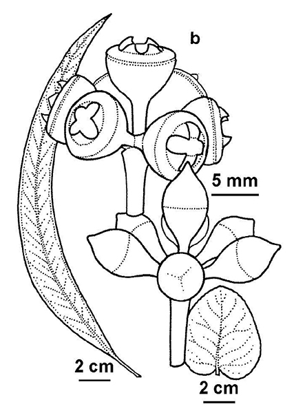 Eucalyptus angophoroides