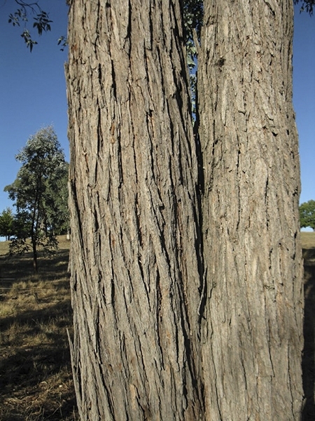 eucalyptus cinerea Alveole Eukalyptus baum tree