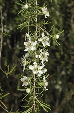 Leptospermum petersonii - lemon scented tea tree Australian Plants Online