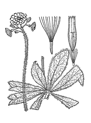 Pilosella aurantiaca subsp. aurantiaca