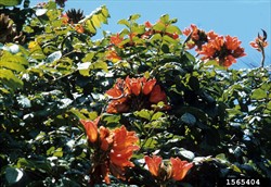 Photo 4. Clumps of flowers of African tulip tree, Spothodea campanulata, at the end of the branches.