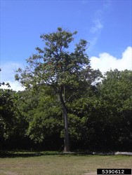 Photo 3. Solitary, mature African tulip tree, Spathodea campanulata. Note the slightly buttressed trunk.