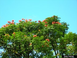 Photo 5. Young African tulip trees, Spathodea campanulata, showing compound leaves (right) and flowers.