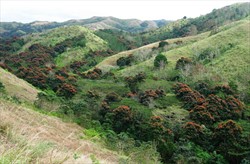 Photo 2. African tulip trees, Spathodea campanulata, growing in valleys in the low hills, western Fiji.